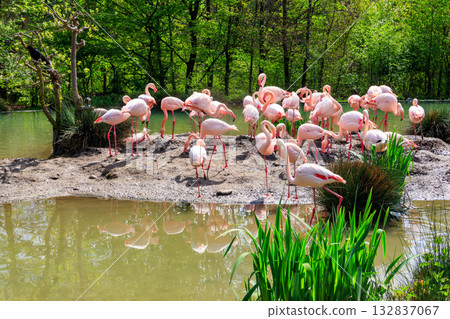 Flock of lesser flamingos (Phoenicoparrus minor) in a lake 132837067