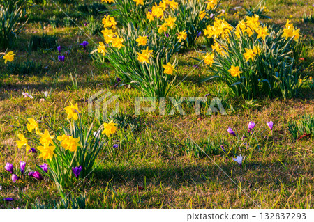 Purple crocus flowers and yellow daffodils on the lawn at spring Purple crocus flowers and yellow daffodils on the lawn at spring 132837293