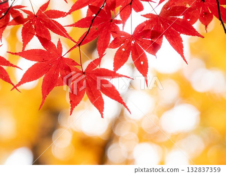 一張特寫照片，展現了鮮豔的紅色楓葉在黃色散景背景下的景象。 132837359