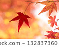 一張特寫照片，展現了一片鮮豔的紅色楓葉，背景是柔和的散景。 132837360