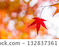 一張特寫鏡頭，拍攝的是一片紅色楓葉，背景是虛化效果。 132837361