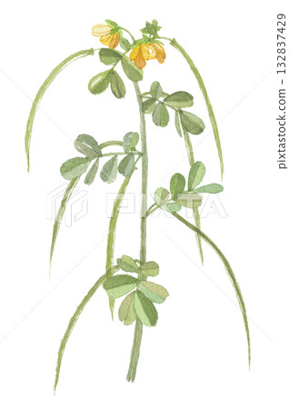 西伯利亞蟋蟀水彩畫 132837429