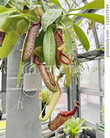 溫室溫室 溫室溫室 132837544