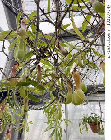 溫室溫室 132837547