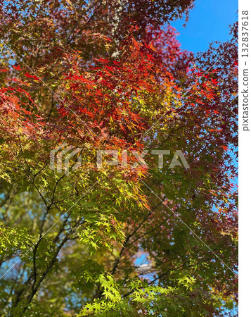 Gradation of blue sky and autumn leaves 132837618