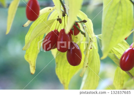 Red ripe cornellian cherry, lat. Cornus mass in the autumn. Red ripe cornellian cherry, lat. Cornus mass in the autumn. 132837685