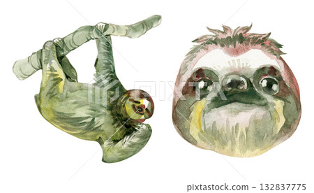 Watercolor illustration set featuring a cute sloth hanging on a branch and a close-up portrait. Perfect for nursery prints, jungle designs, kids decor, and nature-themed projects. 132837775