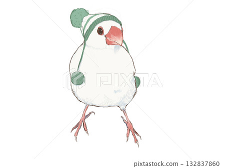 A Java sparrow wearing a woolen hat and facing forward 132837860