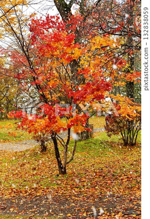 Autumn leaves and snowy scenery 132838059