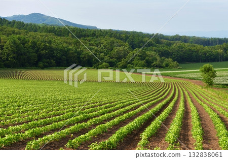 The farming lines were very artistic and beautiful. 132838061