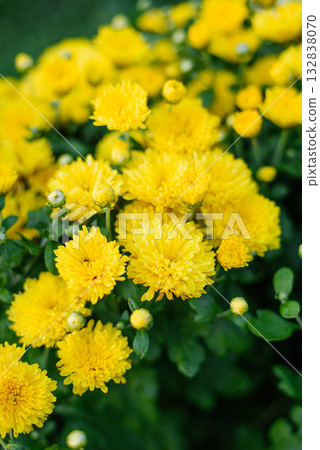 Close View of Yellow Chrysanthemum in Bloom Close View of Yellow Chrysanthemum in Bloom 132838070