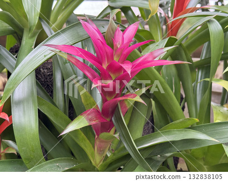 Pink Guzmania Pink Guzmania 132838105