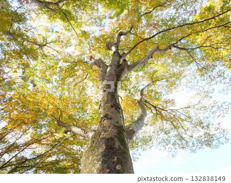 仰望秋天的櫸樹落葉 132838149