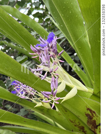 香耳螺 香耳螺 132838398