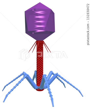 噬菌體 噬菌體 132838472
