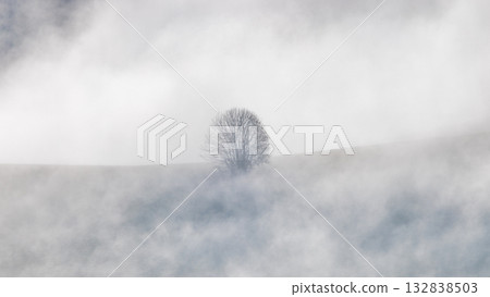 A solitary leafless tree stands on a hill shrouded in dense fog creating a serene and minimalist landscape. A solitary leafless tree stands on a hill shrouded in dense fog creating a serene and minimalist landscape. 132838503