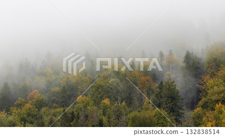 Misty forest scene with evergreens and autumn colors peeking through a thick blanket of fog creating an atmospheric landscape. The Mala Fatra national park in Slovakia, Europe. 132838514