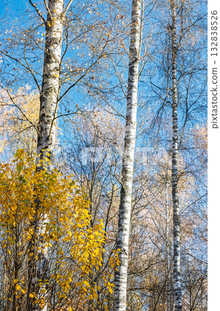 Striking birch trees reach for the sky, their white bark contrasting the golden autumn foliage and blue sky, creating a serene and natural scene. 132838526