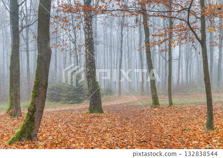 Mystical autumn forest scene with fog-shrouded trees and a carpet of fallen leaves creating a tranquil and ethereal landscape. Mystical autumn forest scene with fog-shrouded trees and a carpet of fallen leaves creating a tranquil and ethereal landscape. 132838544