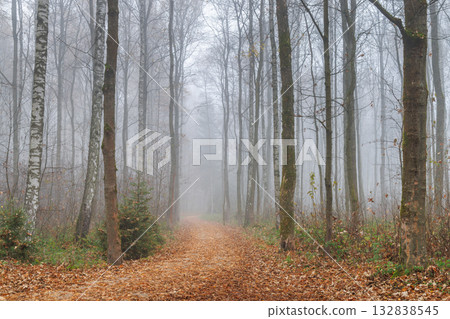 Foggy Forest Path, a tranquil view of a trail through a dense forest shrouded in mist, leaves scattered on the ground, creating a serene atmosphere. Foggy Forest Path, a tranquil view of a trail through a dense forest shrouded in mist, leaves scattered on the ground, creating a serene atmosphere. 132838545