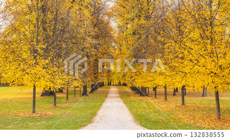 Autumnal alley of trees with yellow foliage, path of fallen leaves. Seasonal park, inviting walkway through golden landscape. Serene and picturesque. Autumnal alley of trees with yellow foliage, path of fallen leaves. Seasonal park, inviting walkway through golden landscape. Serene and picturesque. 132838555