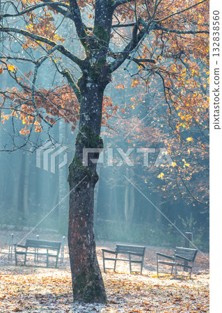 Autumnal park scene with a solitary tree and benches bathed in soft light, evoking a peaceful and contemplative atmosphere. Autumnal park scene with a solitary tree and benches bathed in soft light, evoking a peaceful and contemplative atmosphere. 132838560