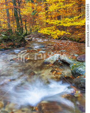 Autumn stream, golden leaves adorn a flowing river through a vibrant forest, capturing the season's colorful beauty. Nature's peaceful scenery. 132838565