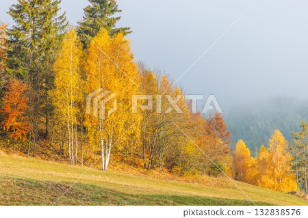 Autumn's golden birches stand out against the misty mountainside, showcasing vibrant foliage and seasonal transition. A serene, picturesque landscape. Autumn's golden birches stand out against the misty mountainside, showcasing vibrant foliage and seasonal transition. A serene, picturesque landscape. 132838576