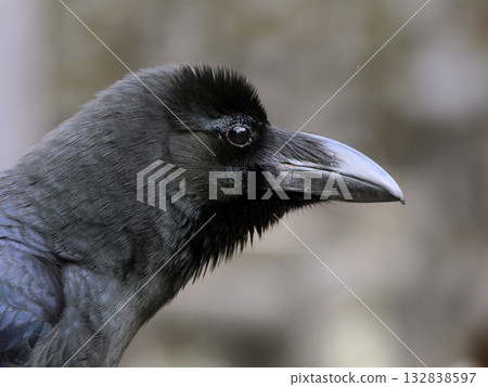 Portrait of a Crow Portrait of a Crow 132838597