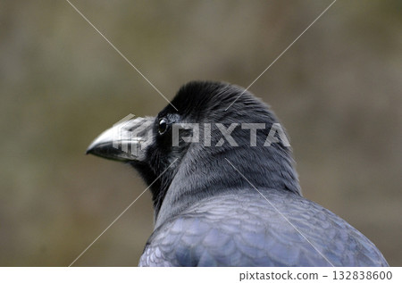 Portrait of a Crow Portrait of a Crow 132838600