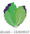 Takana leafy vegetable illustration material 132839017