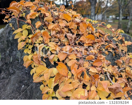 Fallen leaves piled up on rocks Fallen leaves piled up on rocks 132839284