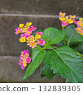 Lantana flowers and block bale 132839305