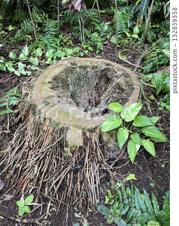 帝王棕櫚樹樁 帝王棕櫚樹樁 132839358