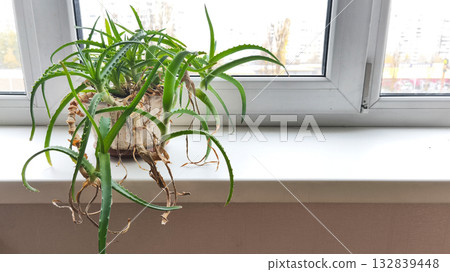 A green aloe plant in a pot on a bright windowsill in a room. Minimalistic, natural decor and a home garden concept with sunlight and a cozy atmosphere.  132839448