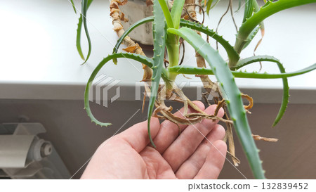 A person holding an aloe vera plant with dried leaves. Concept for home gardening, plant care, and indoor landscaping. Natural methods for caring for and growing medicinal plants.  132839452