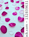 Rose petal image material 132839631