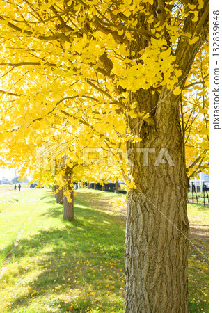 A refreshing row of ginkgo trees beginning to change color in Akita Prefecture A refreshing row of ginkgo trees beginning to change color in Akita Prefecture 132839648