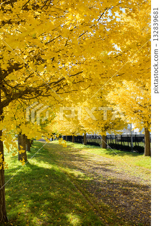 Refreshing Ginkgo Tree Line, Akita Prefecture 132839681