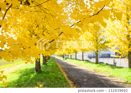 秋田郡令人心曠神怡的金黃色銀杏樹排。 132839692