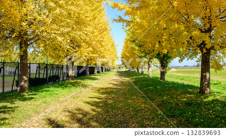 秋田縣一排銀杏樹開始變色，令人賞心悅目 132839693