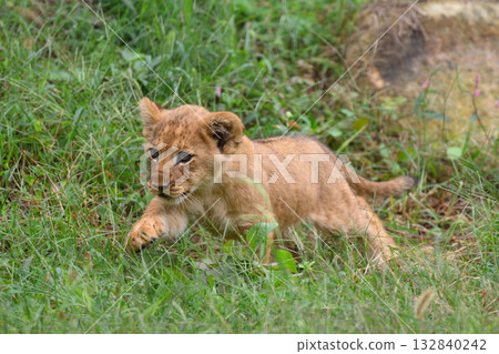 奔跑的小獅子 132840242