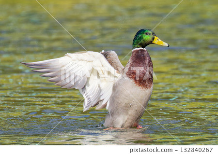 Male mallard spreading its wings Male mallard spreading its wings 132840267