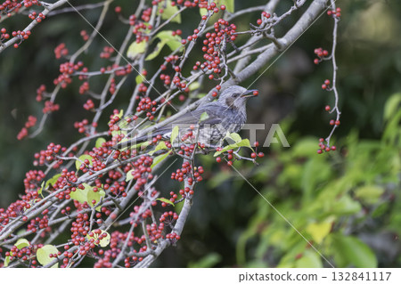 Brown-eared bulbul eating red nuts 132841117
