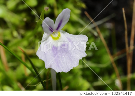 天竺草花 132841417