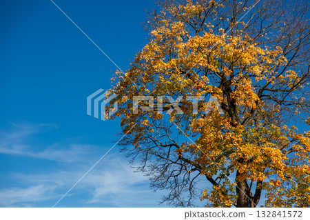 The natural beauty of autumn in the German countryside 132841572