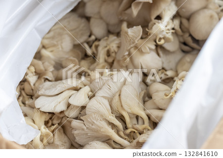 Oyster mushrooms in the cartoon box 132841610
