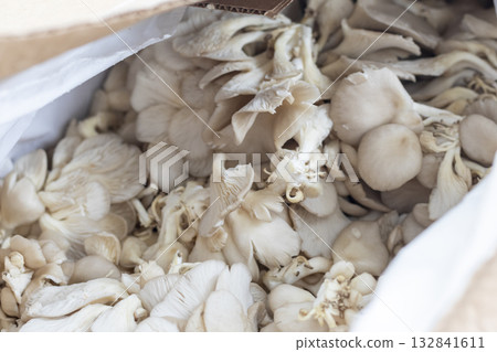 Oyster mushrooms in the cartoon box 132841611