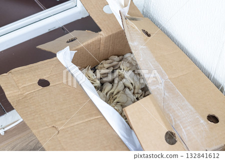 Oyster mushrooms in the cartoon box 132841612