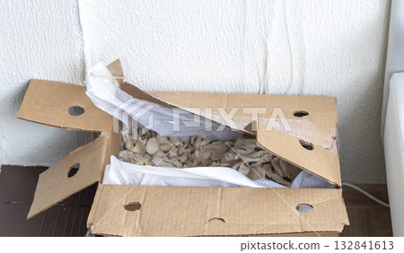Oyster mushrooms in the cartoon box Oyster mushrooms in the cartoon box 132841613